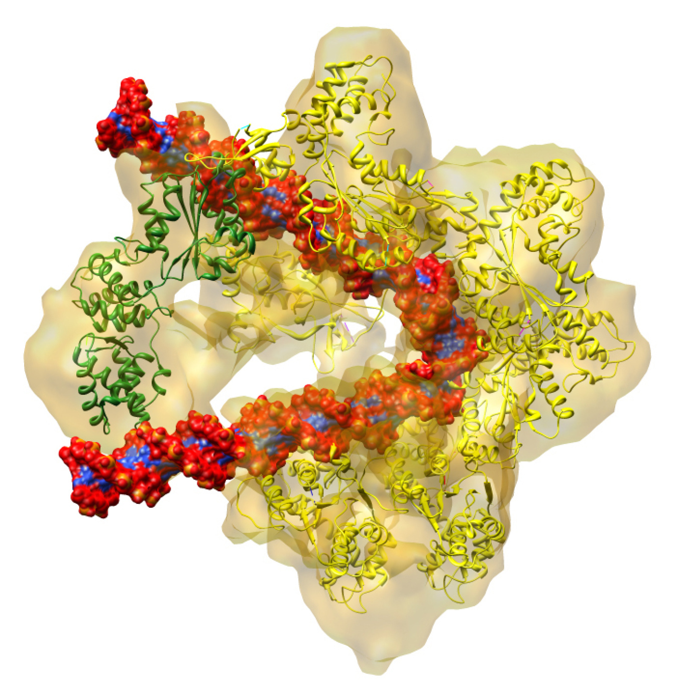 The DNA replication origin recognition complex (ORC) is a six-protein machine with a slightly twisted half-ring structure (yellow). ORC is proposed to wrap around and bend approximately 70 base pairs of double stranded DNA (red and blue). When a replication initiator Cdc6 (green) joins ORC, the partial ring is now complete and ready to load another protein onto the DNA.