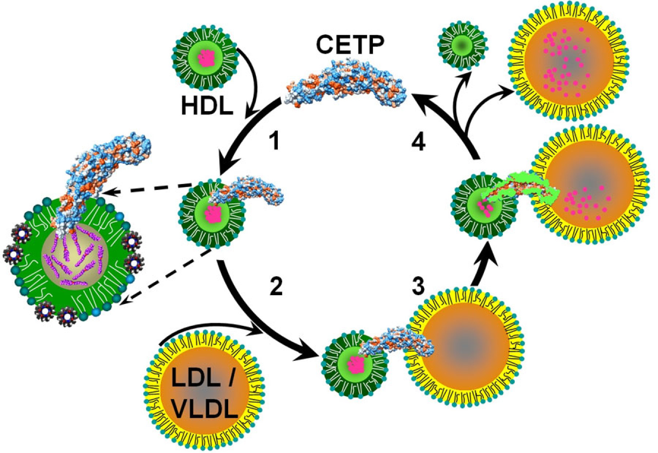 Illustration of the movement of cholesterol from the HDL, showing a series of circles and arrows pointing counter-clockwise.