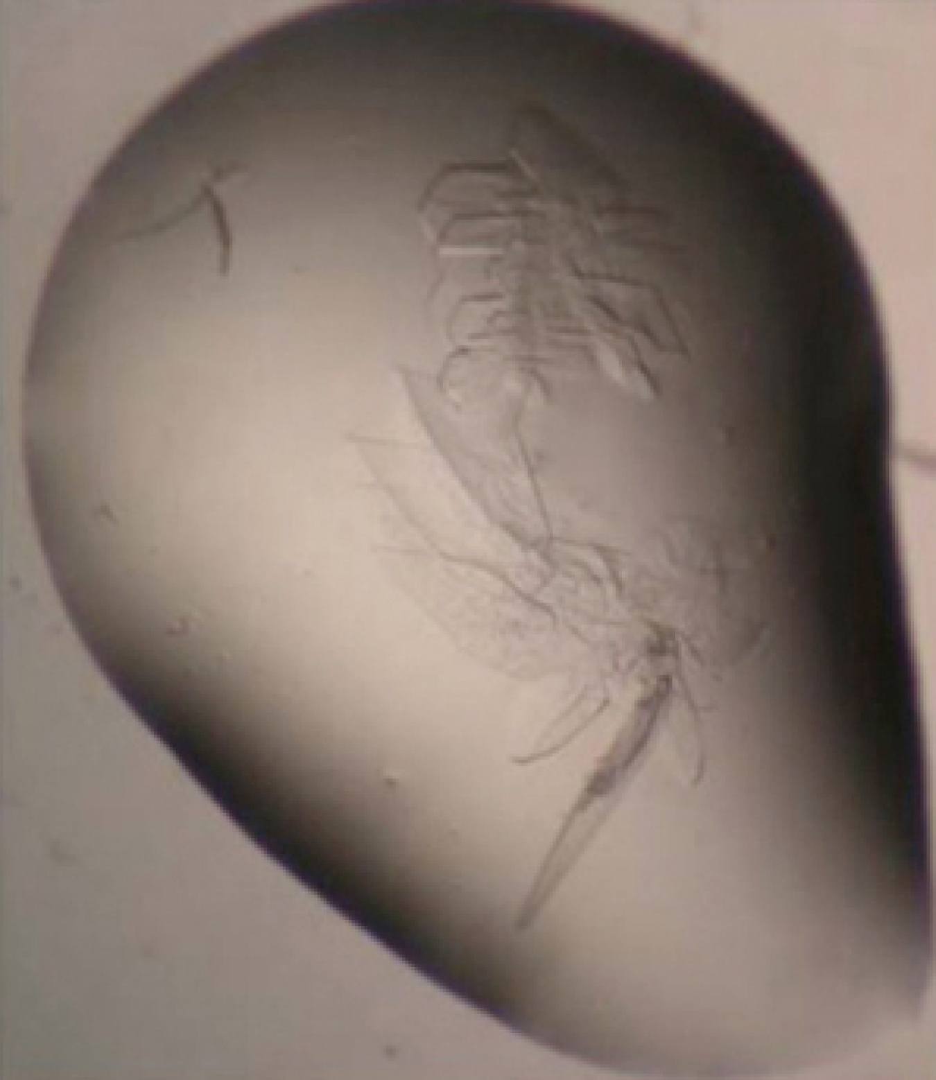 Crystals growing in a drop of liquid protein 