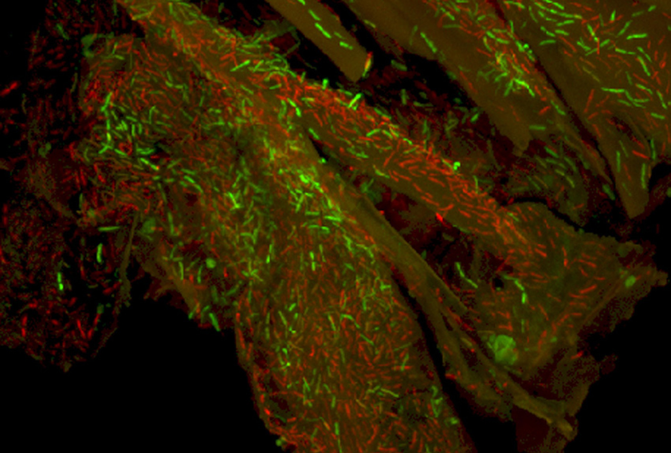 The microbe Clostridium thermocellum (stained green) is seen growing on poplar tissue.