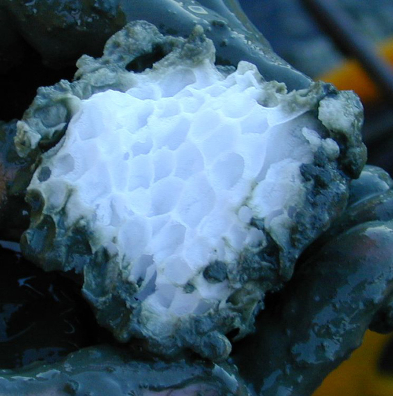 Structure of a gas hydrate (methane clathrate) block embedded in the sediment of hydrate ridge, off the coast of Oregon. The gas hydrates have been found during a research cruise with the German research ship FS SONNE in the subduction zone
