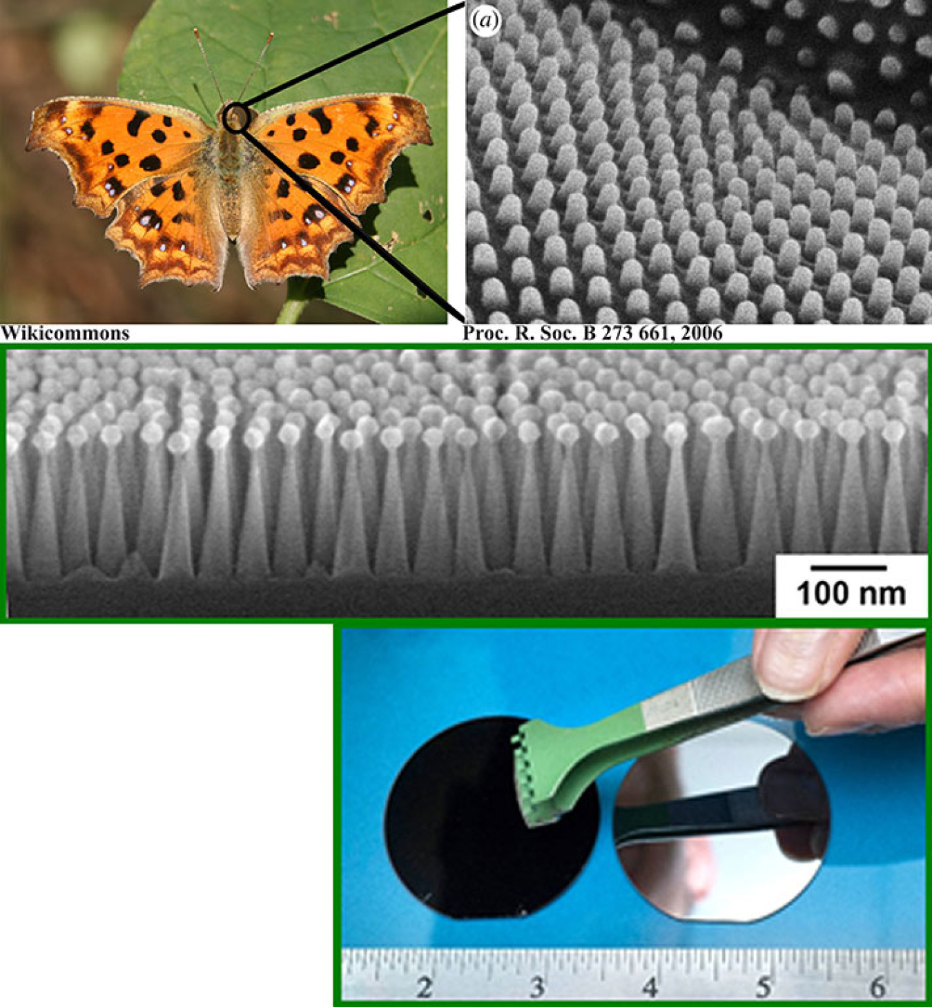(Top) Moth eyes are highly antireflective due to their nanostructured surface. (Middle) An image of a silicon "moth eye" fabricated by polymer self-assembly. (Bottom) A polished, highly reflective silicon solar cell (right) turns completely black (left).
