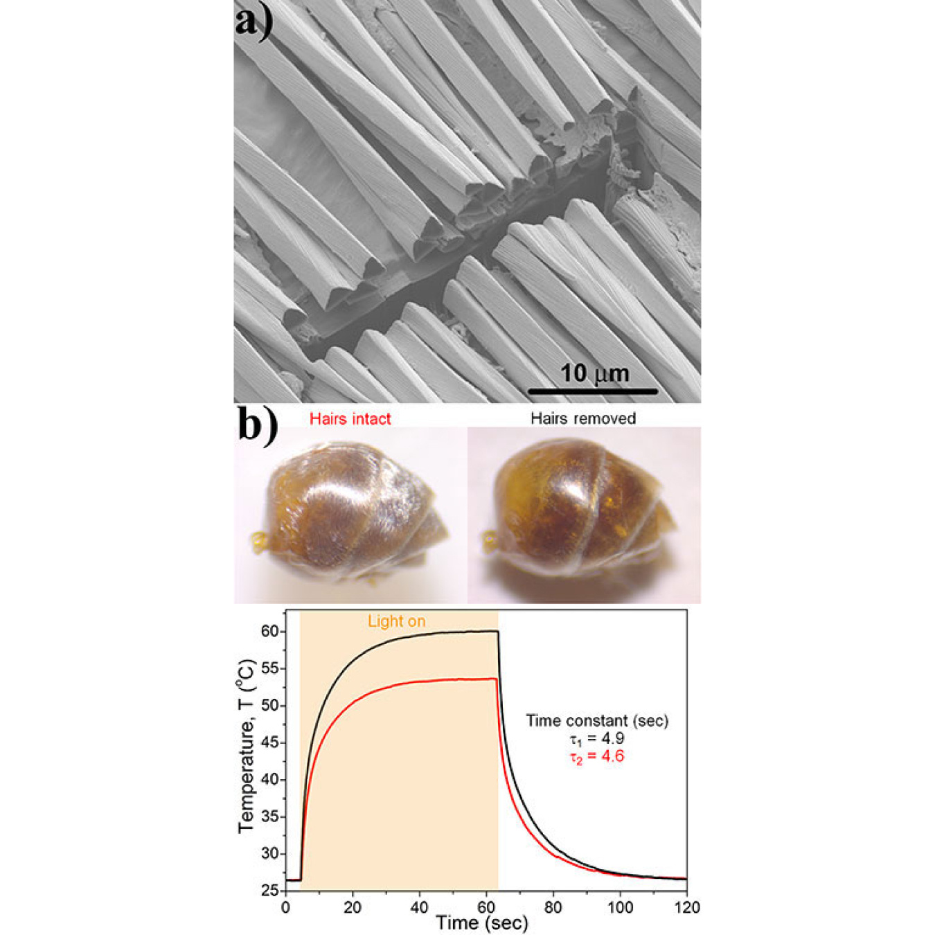 a) Scanning electron microscopy image of the hair coating of Saharan silver ants, which shows the triangular cross section of the hairs. The cross section was produced using focused ion beam milling.