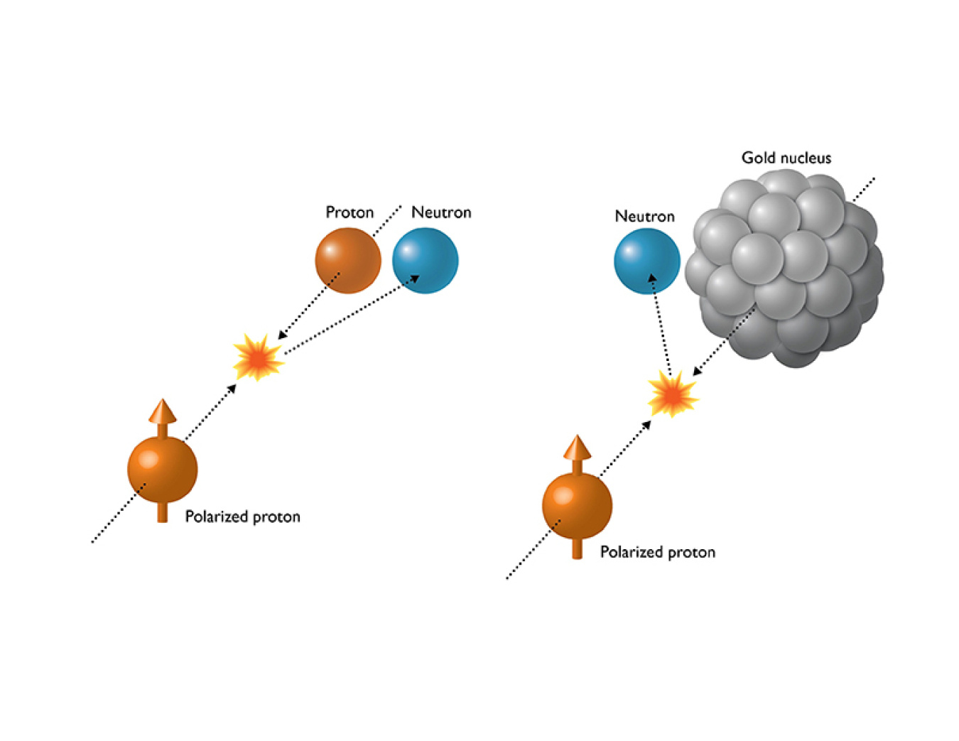 When spin-aligned (polarized) protons collide with another beam of protons, particles called neutrons come out with a slight rightward preference. But when polarized protons collide with much larger gold nuclei, the neutrons' directional preference become