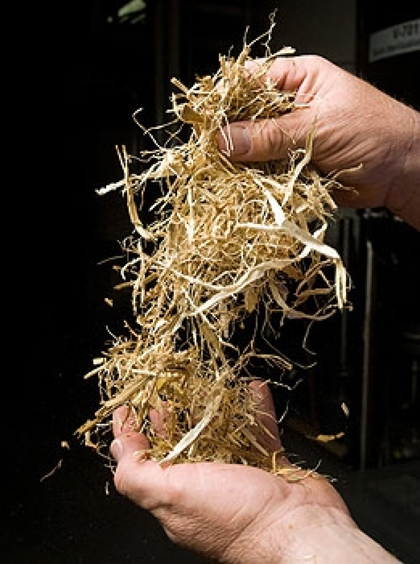 Pair of hands holding corn stover, the unused parts of harvested corn.