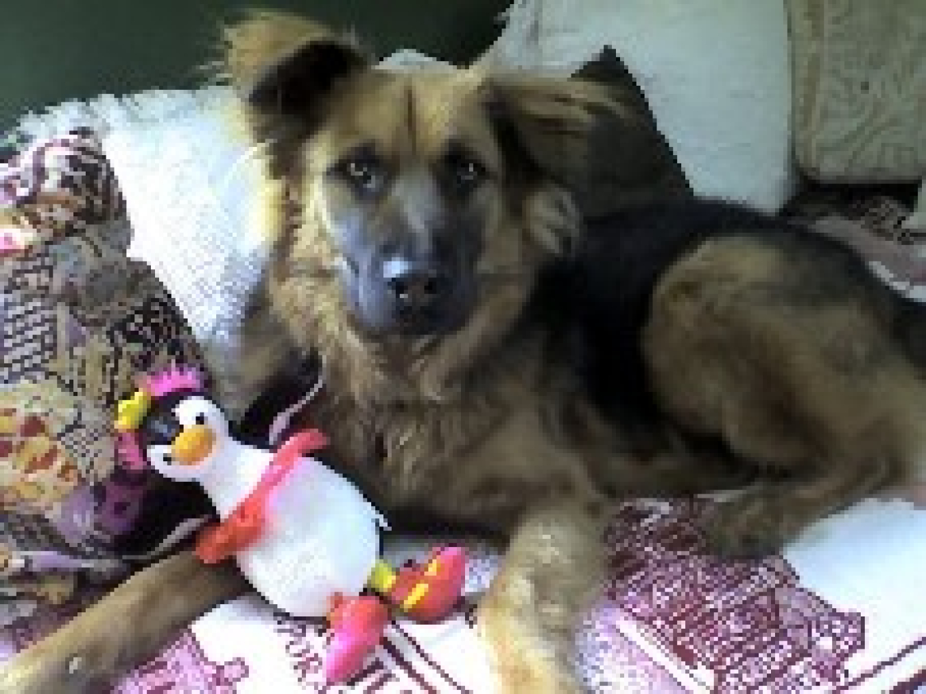 Photo of a dog sitting on a bed or couch with a stuffed toy in front of it.