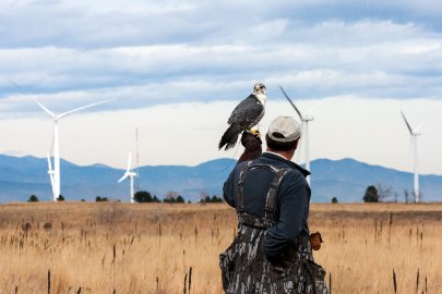 Request for Proposals (RFPs) to Address Wind-Wildlife Operational Challenges