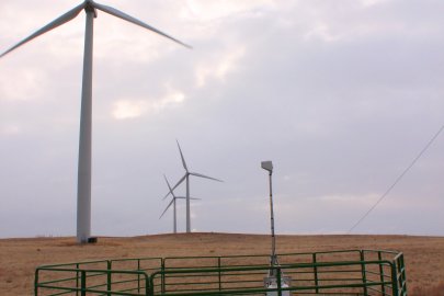 Wake Steering Performance Evaluated at Scale