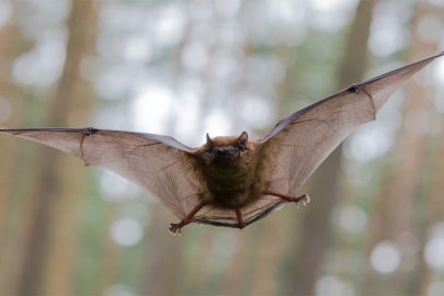 Mammal Mia! It’s Bat Tags Again 