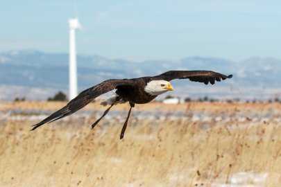 A bald eagle flying over a field in front of a wind turbine.