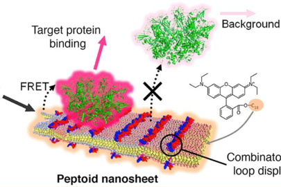 A diagram of a peptoid nanosheet functionalized with loops on its surface that bind to target proteins.