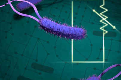 Control of biological processes is paramount for living systems to adapt, grow and flourish. New research demonstrates that the control of metabolism can be predicted from physical principles, providing new insights into biological processes.