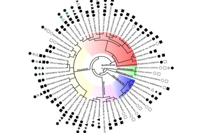Black symbols show where scientists discovered the communications compounds called lipo-chitooligosaccharides in 59 species of fungi and three species of oomycetes (water molds). 