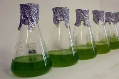 Liquid cultures of the photosynthetic, unicellular green alga, Chlamydomonas reinhardtii. The dark green color comes from abundant chlorophyll. RNA collected from this species revealed that many genes are grouped in functional clusters.