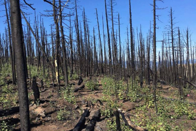 Fires—including deliberate fires for land management—affect the entire microbiome of aspen groves.