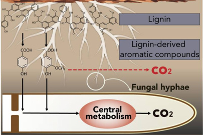 White-rot fungi break down lignin and convert it into carbon dioxide and water. A new study reveals that these fungi incorporate lignin-breakdown products into their central metabolism.