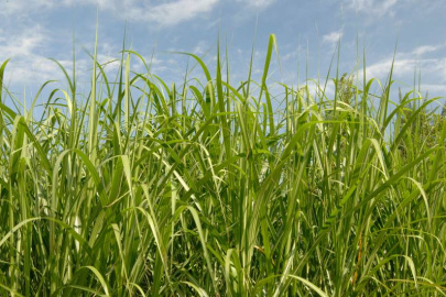 Miscanthus, a high-yield perennial biofuel crop, is a promising alternative to traditional annual biofuel crops.