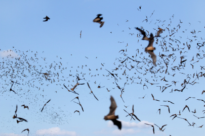 Bats fly in a cloudy blue sky.
