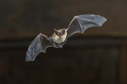 Bat flying solo.