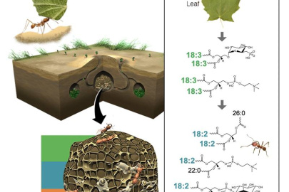 Nutrient-rich gongylidia in the center of leaf-cutter ants’ fungal gardens consist mainly of lipids that contain linoleic acid (18:2). Leaf material and the top of the garden consist mainly of lipids that contain alpha-linolenic acid (18:3).
