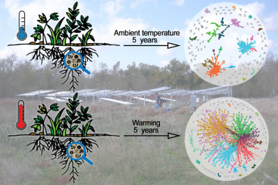 Researchers monitored tall grass prairie soil microbial communities as part of a 5-year global warming study. Experimental warming of soils caused microbial communities to form more complex network structures compared to unwarmed control soils.