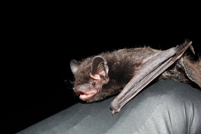 @PNNLgov deployed a ThermalTracker-3D prototype to track seabird and bat activity. Here's what they learned from the firs@PNNLgov deployed a ThermalTracker-3D prototype to track seabird and bat activity. Here's what they learned from the first continuous, 24/7 flight observations ever made in U.S. coastal waterst continuous, 24/7 flight observations ever made in U.S. coastal waters