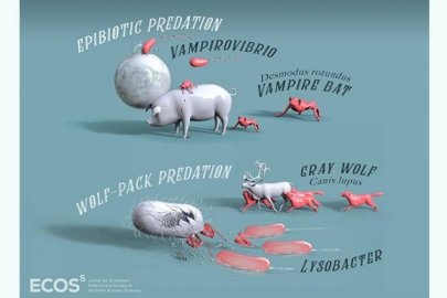 Predatory bacteria — bacteria that eat other bacteria — use approaches remarkably similar to much larger organisms as they target their prey. In the case of Vampirovibrio, the bacterium attaches to the outside of a prey cell and feeds on its interior cytosol — much as a vampire bat sucks blood from mammals it feeds on.