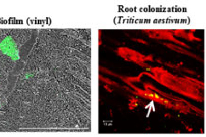 Expression of the enzyme diguanylate cyclase (DGC2884, in green) by a bacteria called Pantoea sp. YR343 on tree roots when forming biofilms and colonizing those roots. Arrows indicate locations of bacterial colonization.