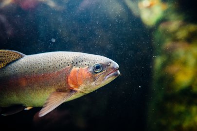 Acoustic Transmitter Improves Juvenile Fish Tracking and Analysis