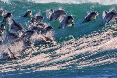 Dolphins jumping out of waves.