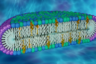 A new artificial membrane helps researchers understand proteins in human cell membranes. The membrane rim is made of a detergent (purple), with a center made of lipid molecules found in biological membranes (green and blue), including cholesterol (gold).