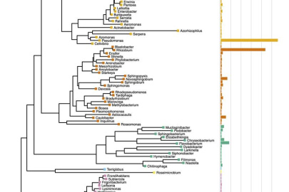 Phylogenetic tree created by sequencing all the isolates in this study into genera. Colors indicate the bacterial phylum/class. The bar graph corresponds to the number of isolates in the collection in that genus.