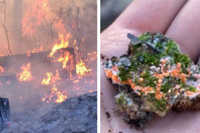 Fire burning through a pine forest in the Sierra Nevada mountains in California (left) and the orange post-fire fungus, Pyronema domesticum, growing on burnt soil held in the palm of lead author Monika Fischer (right).
