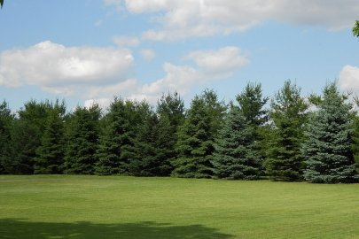 Trees forming a windbreak line