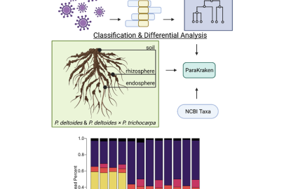 Analysis of metatranscriptome samples with novel viral taxa in Populus. (Top) Graphical abstract of the pipeline. (Bottom) Percentage read classification with novel viral taxa for Populus deltoides (D) and Populus hybrid (H).
