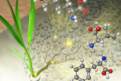 Grass roots grow through the synthetic soil grains in the transparent rhizosphere-on-a-chip, exuding carbon compounds into the pores. The synthetic soil grains inhibit diffusion of the substances the roots exude, creating amino acid hotspots.