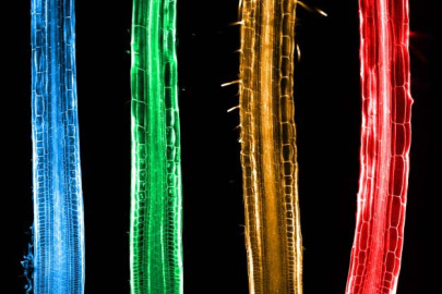 Composite of false colored micrographs of roots from four Brassicaceae plant species this research studied. The research revealed differences in how the stress hormone ABA regulates the growth of tissues in the roots.