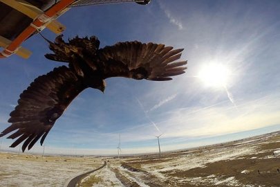 A golden eagle takes off from a perch in a field of wind turbines.