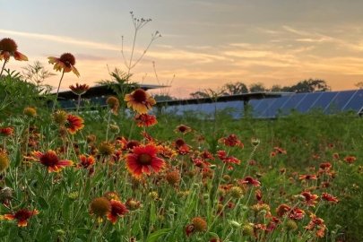 Black-eyed Susan flowers are blooming at sunrise at the Carter Farms solar site.