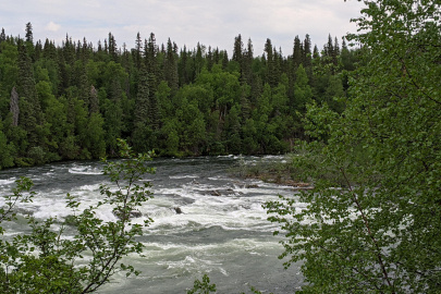 A river rushes between pine trees.