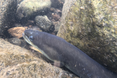 An American eel, a long thin fish, between rocks underwater 