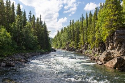 A river flowing through a forest.