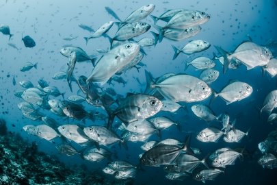 Image of fish swimming in a large school taken from underwater. 