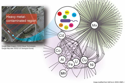 Left: the subsurface at the Oak Ridge Reservation has high levels of multiple metals, affecting the growth and metabolism of native bacteria. Right: proteomic response to metal exposures. Lines connect exposure conditions (white circles) to individual proteins.