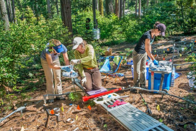 Berkeley Lab scientists take soil samples at the warming experiment in Blodgett Forest.