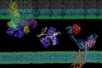 Deep learning predicts protein-protein interactions essential to the transport and folding of bacterial outer membrane proteins. Here, a nascent polypeptide (grey) is shuttled between two portals located at the inner and outer membranes of E. coli.
