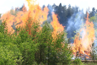 wildfire