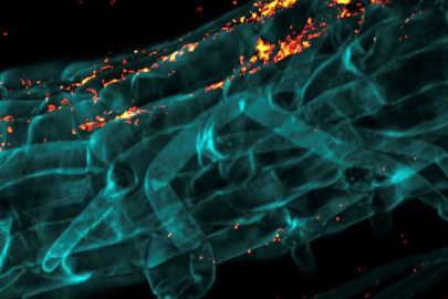 Confocal microscope image of a switchgrass root (colored in blue) colonized by fluorescently labeled bacteria (in yellow and orange).