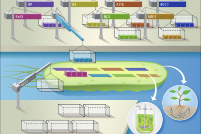 SAGE enables high-efficiency, multi-site integration of genetic cargo with recyclable genetic containers into bacteria. This eases introduction of DNA-carrying genetic circuits and metabolic pathways to engineer microorganisms for enhancing crop growth and for making bioproducts.