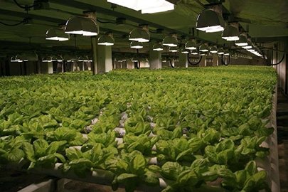 An indoor lettuce farm.